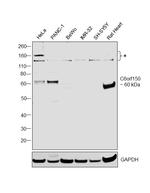 cGAS Antibody in Western Blot (WB)