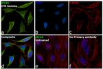 IFI16 Antibody in Immunocytochemistry (ICC/IF)