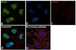 MCM5 Antibody in Immunocytochemistry (ICC/IF)