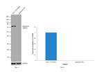 Optineurin Antibody in Western Blot (WB)