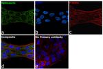 Optineurin Antibody in Immunocytochemistry (ICC/IF)