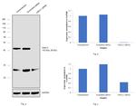 GNA11 Antibody