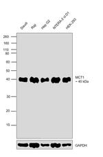 MCT1 Antibody in Western Blot (WB)