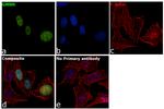 GMNN Antibody in Immunocytochemistry (ICC/IF)