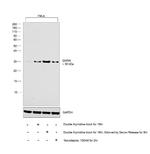 GMNN Antibody in Western Blot (WB)