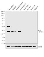 MOG Antibody in Western Blot (WB)