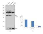 RNF2 Antibody in Western Blot (WB)