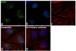 PCM1 Antibody in Immunocytochemistry (ICC/IF)