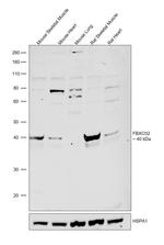 FBXO32 Antibody in Western Blot (WB)