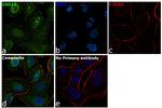 GNA13 Antibody in Immunocytochemistry (ICC/IF)