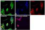 PTPRN Antibody in Immunocytochemistry (ICC/IF)