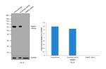 RBBP5 Antibody