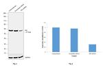 PDI Antibody in Western Blot (WB)