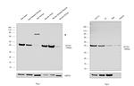 Skeletal Muscle Actin Antibody