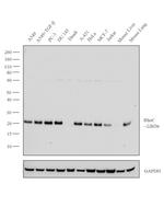 RhoC Antibody