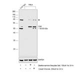 Carbonic Anhydrase IX Antibody in Western Blot (WB)