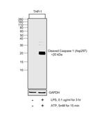 Caspase 1 (cleaved Asp297) Antibody in Western Blot (WB)