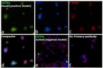 CD79a Antibody in Immunocytochemistry (ICC/IF)