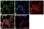 Cdc6 Antibody in Immunocytochemistry (ICC/IF)