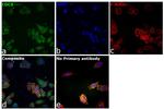 Cdc6 Antibody in Immunocytochemistry (ICC/IF)