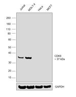 CDK6 Antibody