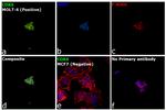 CDK6 Antibody in Immunocytochemistry (ICC/IF)