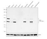 CRMP1 Antibody in Western Blot (WB)