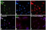 NG2 Antibody in Immunocytochemistry (ICC/IF)