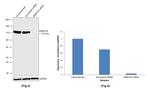 DNMT3A Antibody in Western Blot (WB)