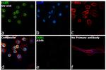 EGR1 Antibody