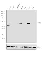 EGR1 Antibody