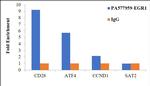 EGR1 Antibody in ChIP Assay (ChIP)