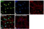 ERCC1 Antibody in Immunocytochemistry (ICC/IF)