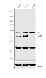 ETS1 Antibody in Western Blot (WB)