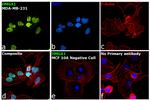 HMGA1 Antibody