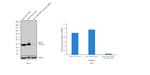 HSP27 Antibody in Western Blot (WB)