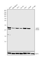 HSP27 Antibody in Western Blot (WB)