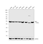 IRF3 Antibody in Western Blot (WB)