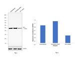 IRF3 Antibody in Western Blot (WB)