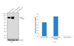 ITGB1 Antibody in Western Blot (WB)