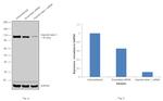 KPNB1 Antibody in Western Blot (WB)