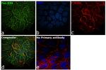 Pan Ras Antibody in Immunocytochemistry (ICC/IF)