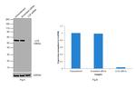 LCK Antibody in Western Blot (WB)