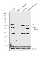 c-MAF Antibody in Western Blot (WB)