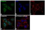 Myogenin Antibody in Immunocytochemistry (ICC/IF)