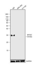 Myogenin Antibody in Western Blot (WB)