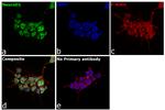 NeuroD1 Antibody in Immunocytochemistry (ICC/IF)