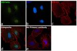 IkB beta Antibody in Immunocytochemistry (ICC/IF)