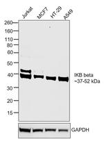 IkB beta Antibody in Western Blot (WB)