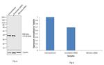 IkB beta Antibody in Western Blot (WB)